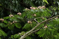 合歓木に花が咲く頃３