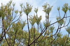 散歩道の若葉達1