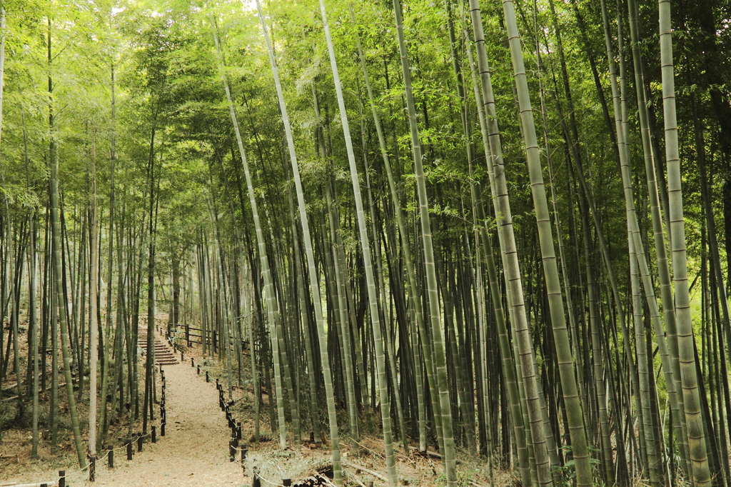 竹林散歩
