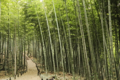 竹林散歩