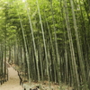 竹林散歩