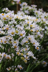 花散歩シオン２