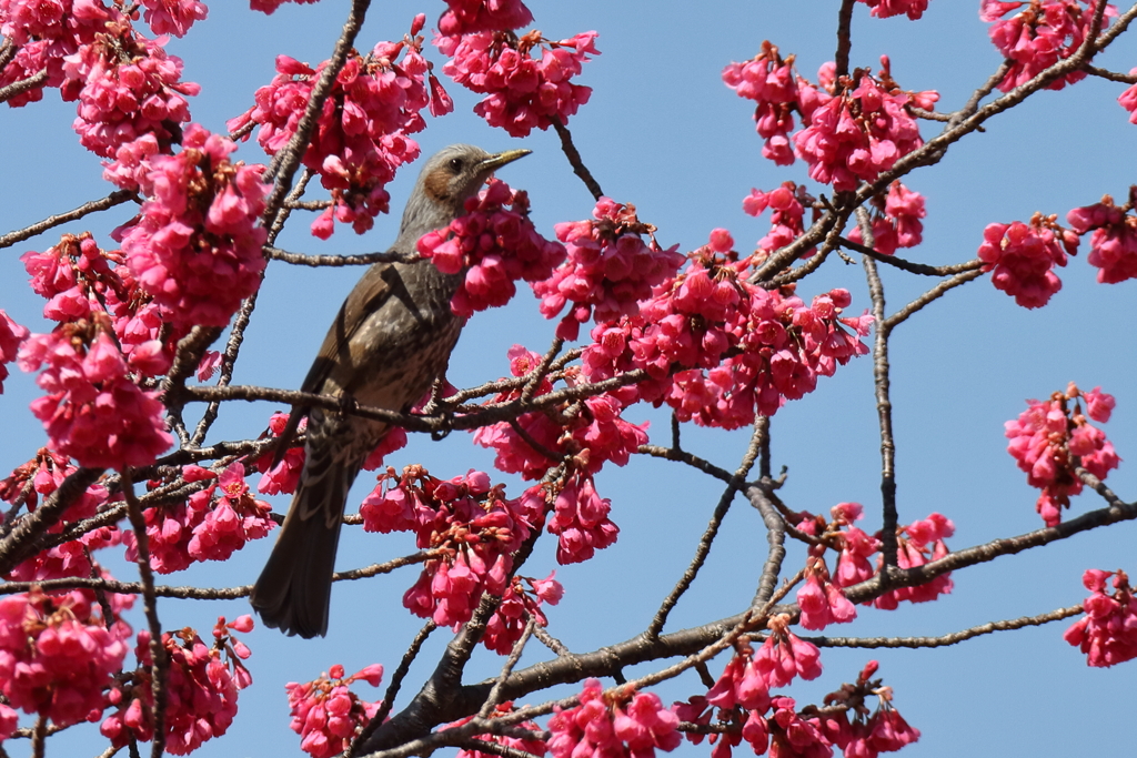 いきなりヒヨドリ２