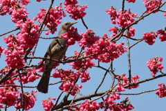 いきなりヒヨドリ２