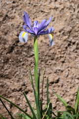 散歩道の花達20