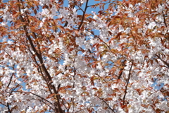 花散歩山桜２