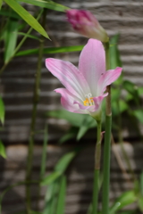 花散歩レインリリー