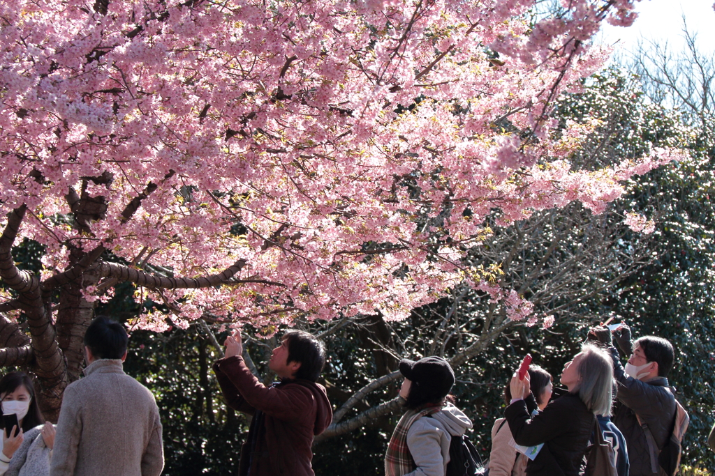 桜を撮る