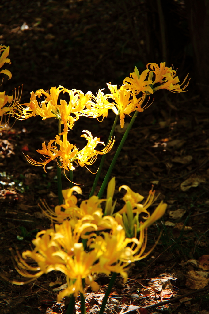 終焉ショウキズイセン