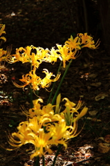 終焉ショウキズイセン