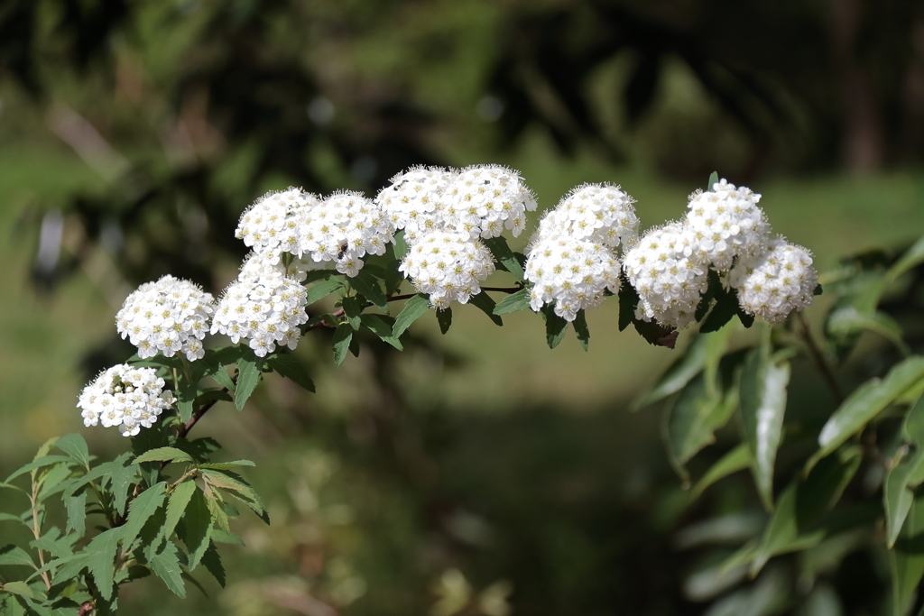 花散歩コデマリ２