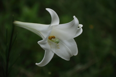 シンテッポウユリ？