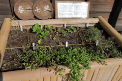 春の七草