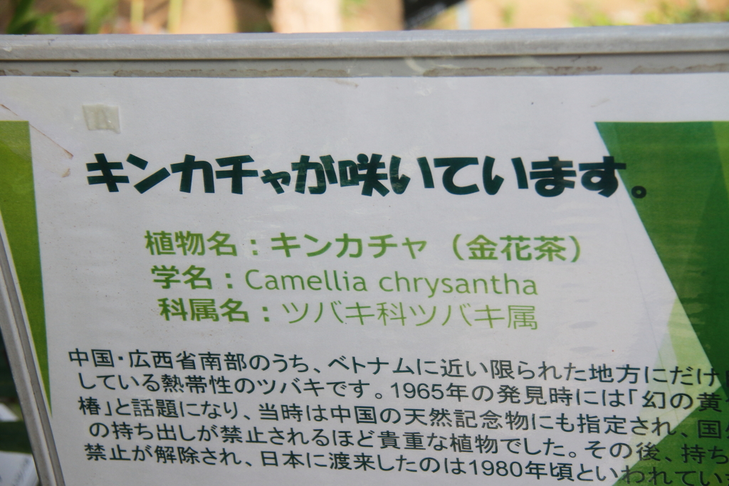 説明文
