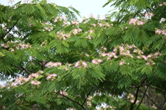 合歓木２