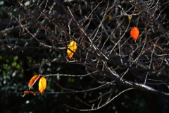 花散歩残り紅葉２
