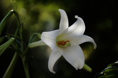 タカサゴユリ２