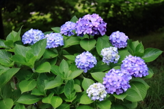 梅雨空あじさい８