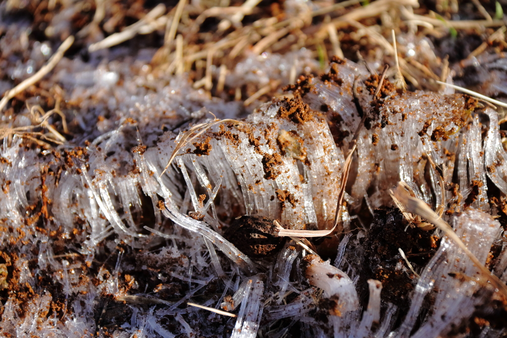 霜柱の朝２