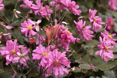 クリスマスローズの仲間