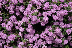花散歩コバノランタナ