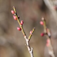 まだまだの蕾２