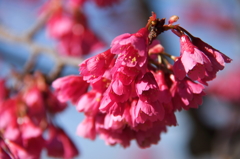 寒緋桜