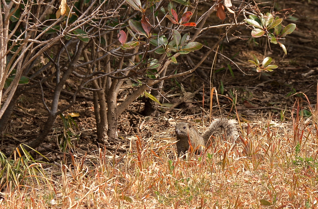 里山のリス２