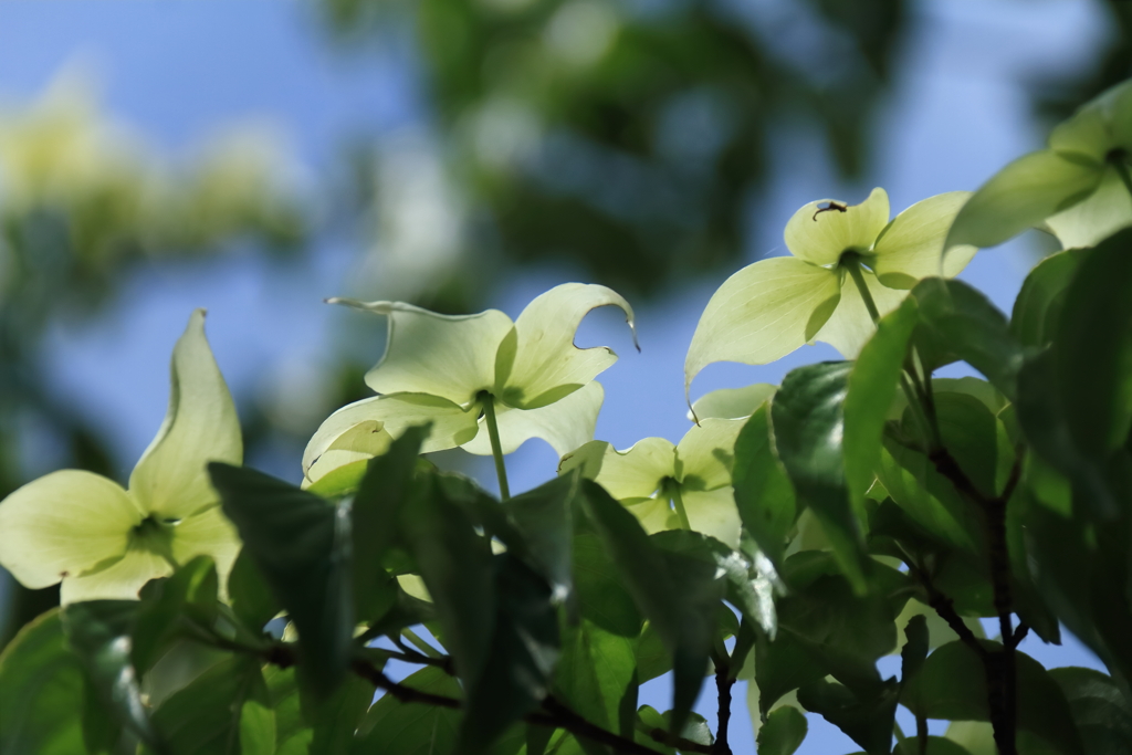 里山散歩山法師５