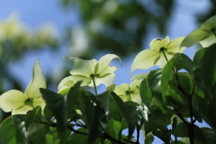 里山散歩山法師５