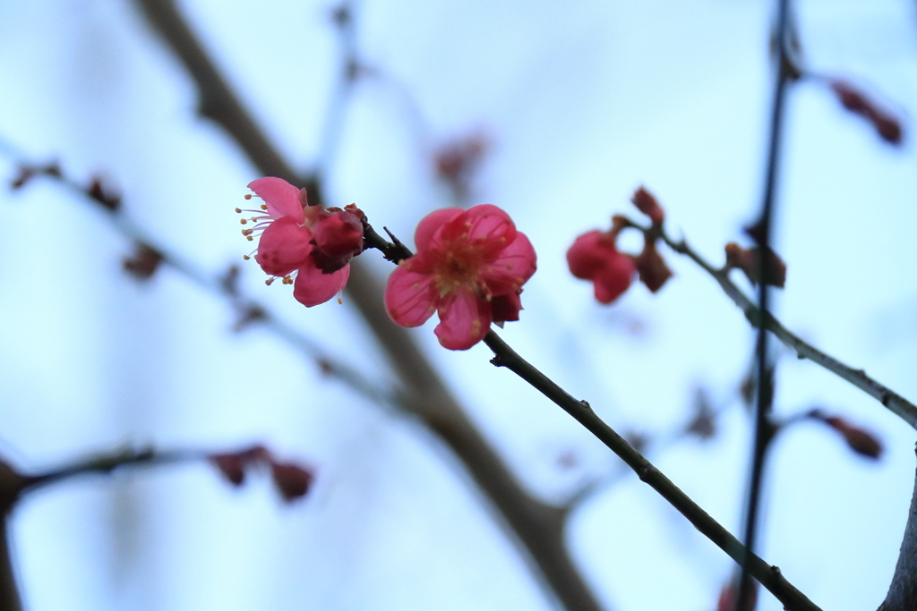 紅梅開花１