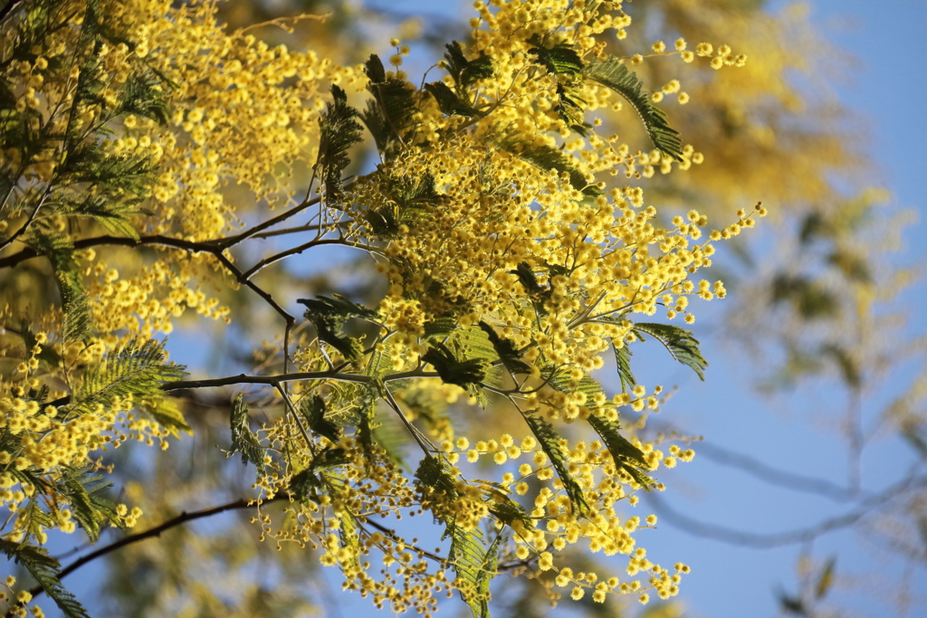 花散歩アカシヤ2 by inkpot (ID:13402189) - 写真共有サイト:PHOTOHITO