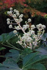 花散歩ヤツデ伸びる