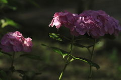 紫陽花百景23