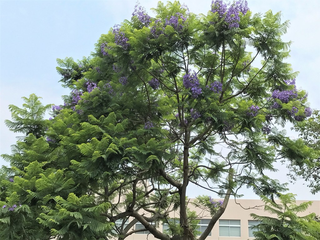 ジャカランダ再会１