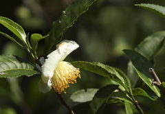 花の歳時記　お茶の花