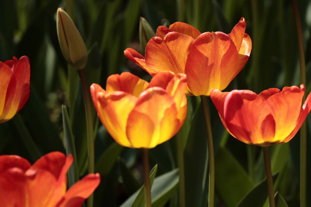 春、チューリップ２