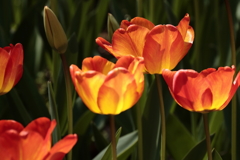 春、チューリップ２