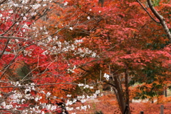 冬桜の背景