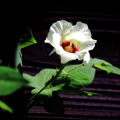 花散歩綿花２