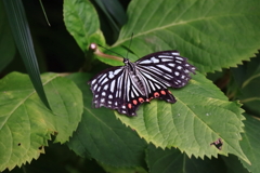 アカボシゴマダラ