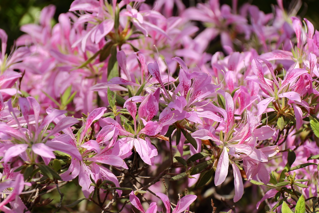 鎌倉花散歩9モチツツジ