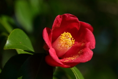 花散歩終わり椿2