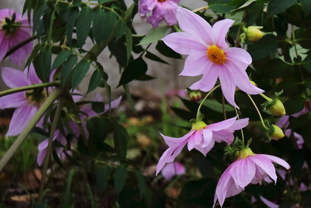 花散歩皇帝ダリヤ２