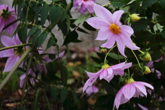 花散歩皇帝ダリヤ2