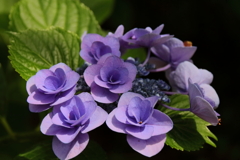 花散歩あじさい紫２