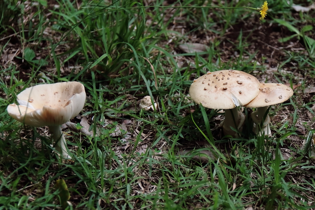 里山花散歩キノコ１