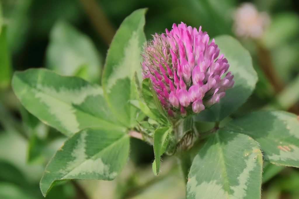 里山散歩アカツメグサ２