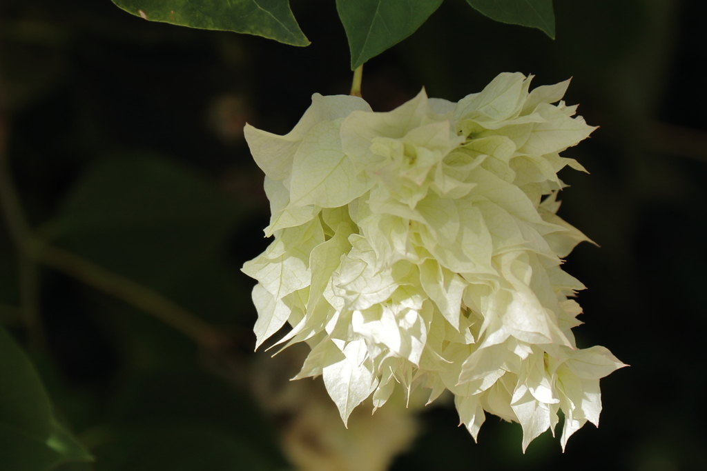 ブーゲンビリア１