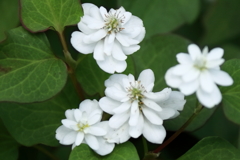 八重ドクダミ２